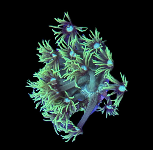 WYSIWYG Green Long Lash Goniopora 3"