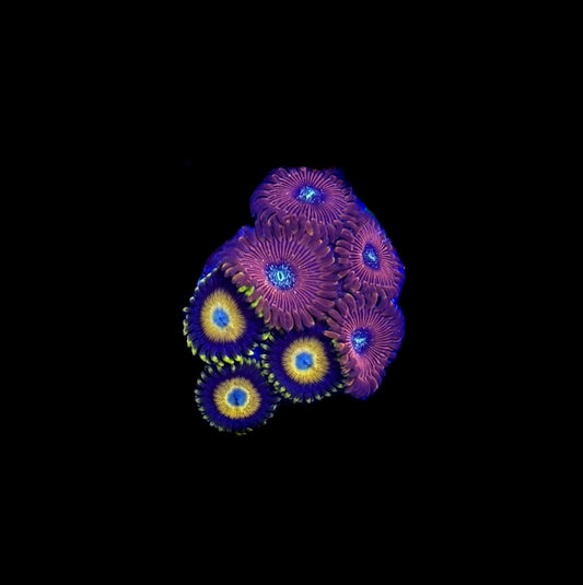 WYSIWYG Zoa Combo Frag