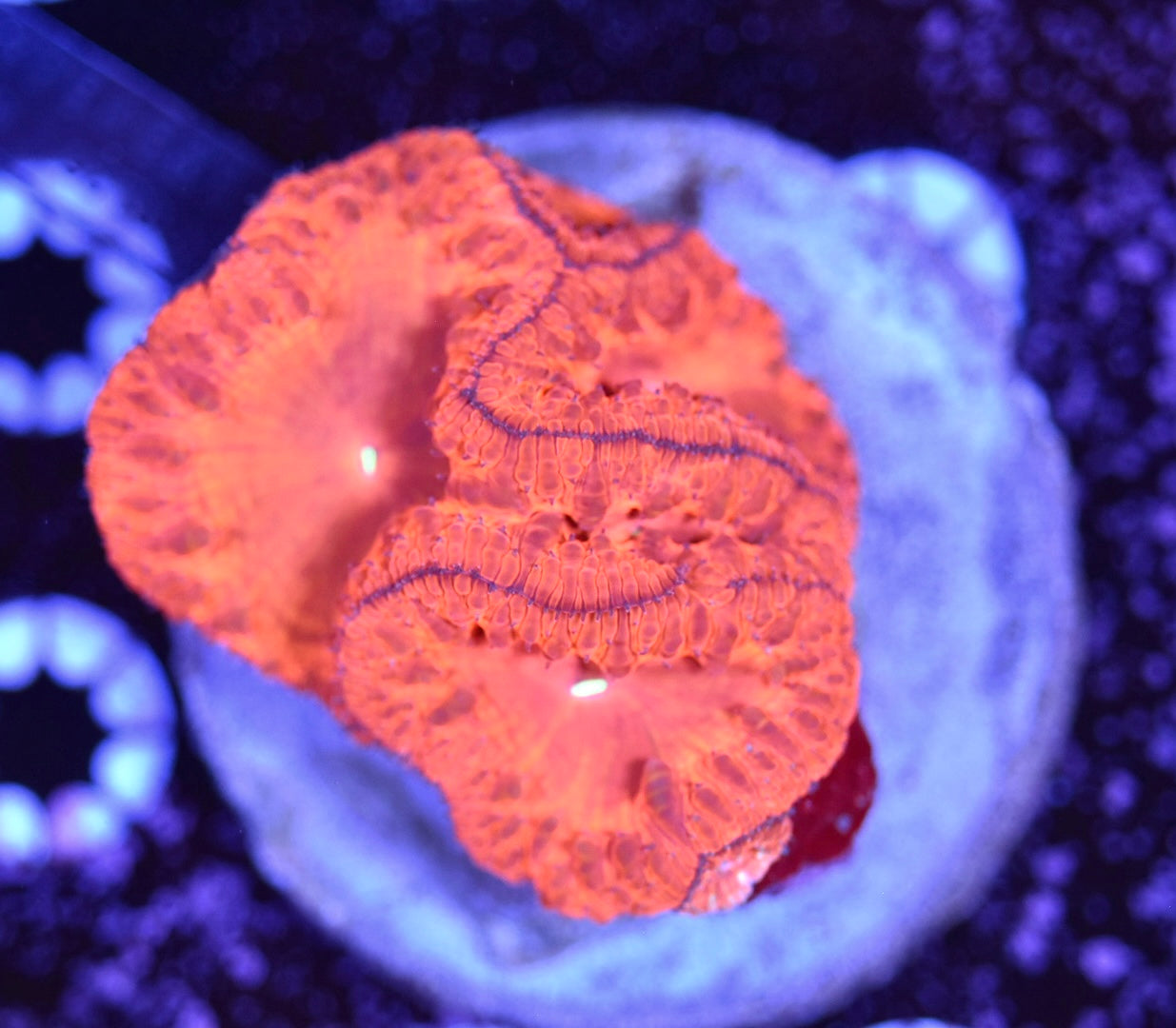 WYSIWYG LP Yellow Eye Blastomussa Colony 3"