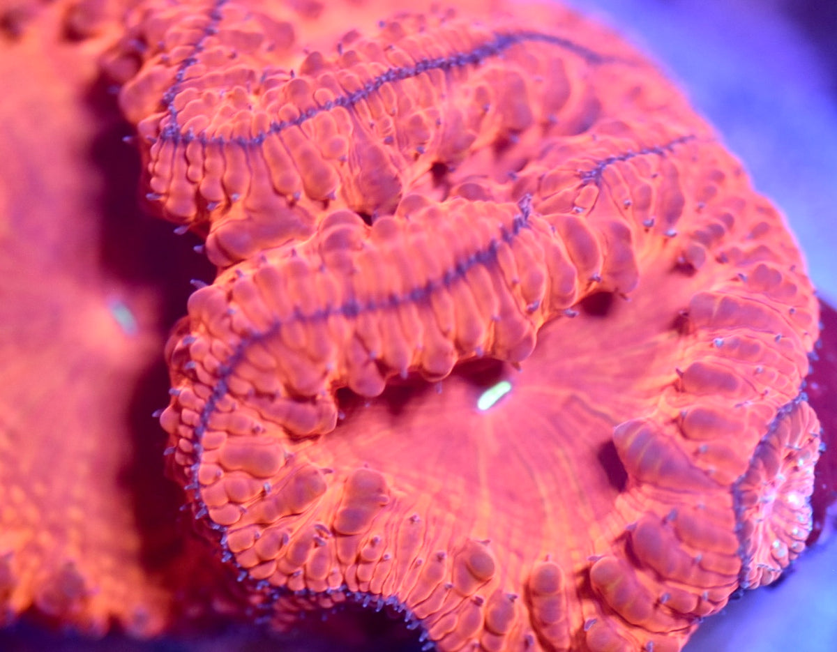 WYSIWYG LP Yellow Eye Blastomussa Colony 3"