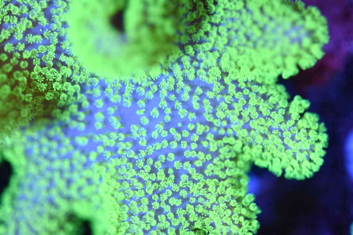 WYSIWYG XL Green Polyp Crown Leather Colony 4" (BRIGHT!)