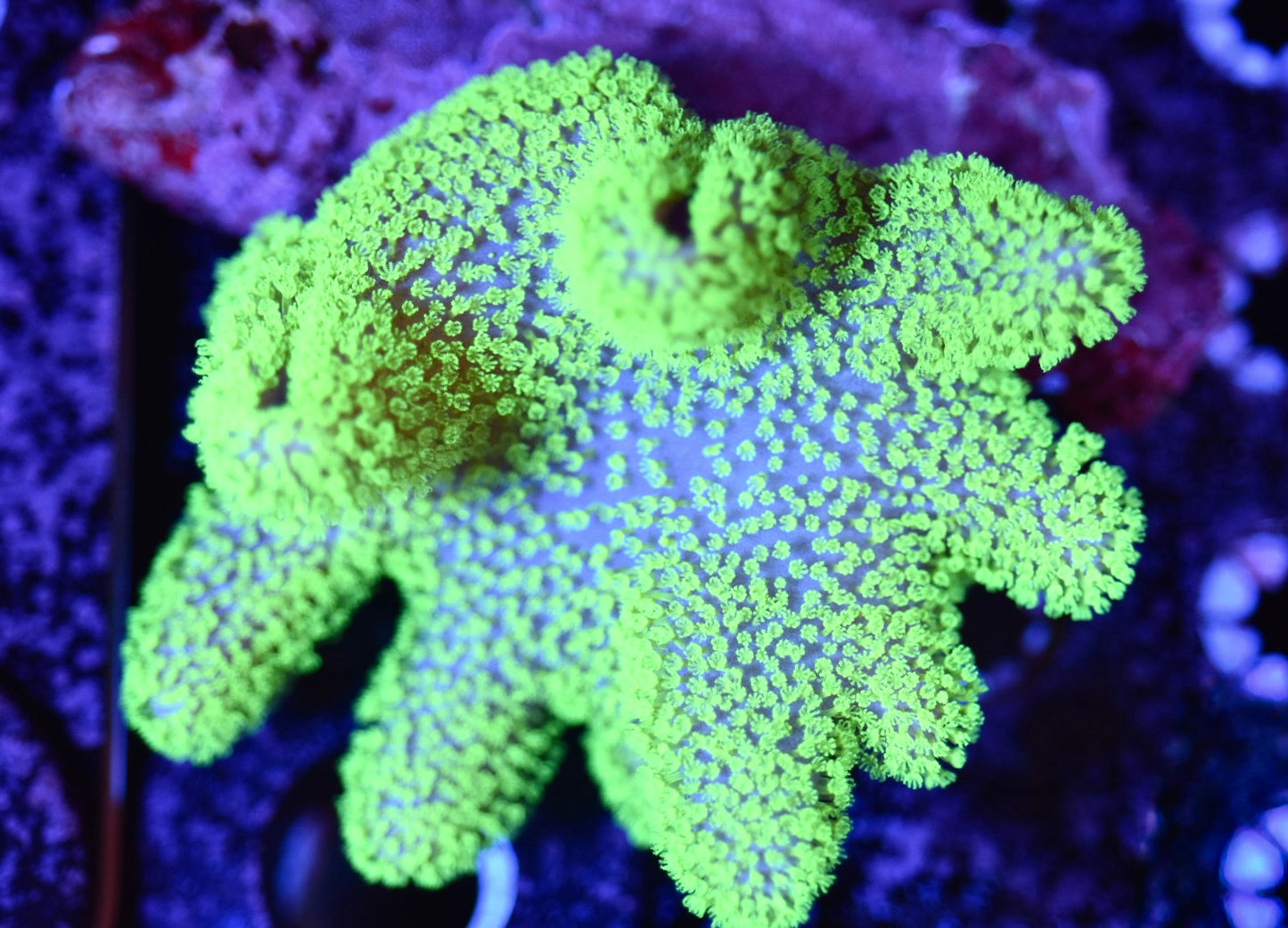 WYSIWYG XL Green Polyp Crown Leather Colony 4" (BRIGHT!)