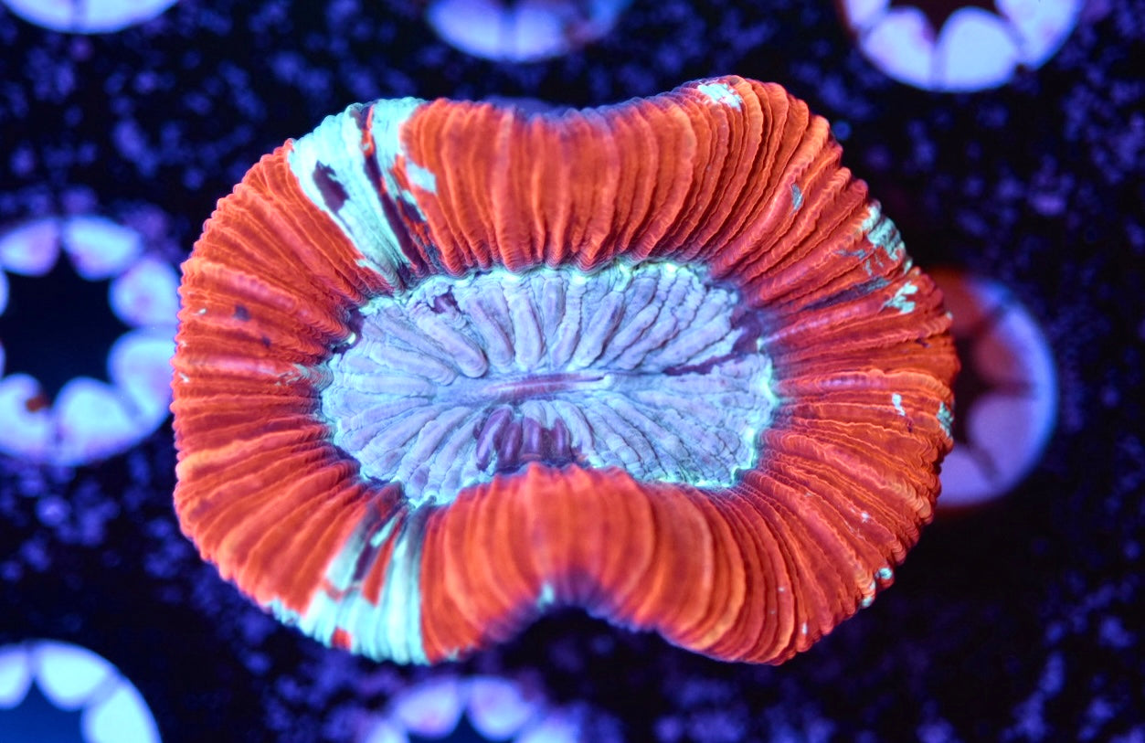 WYSIWYG Ultra Rainbow Trachyphyllia 2.5"