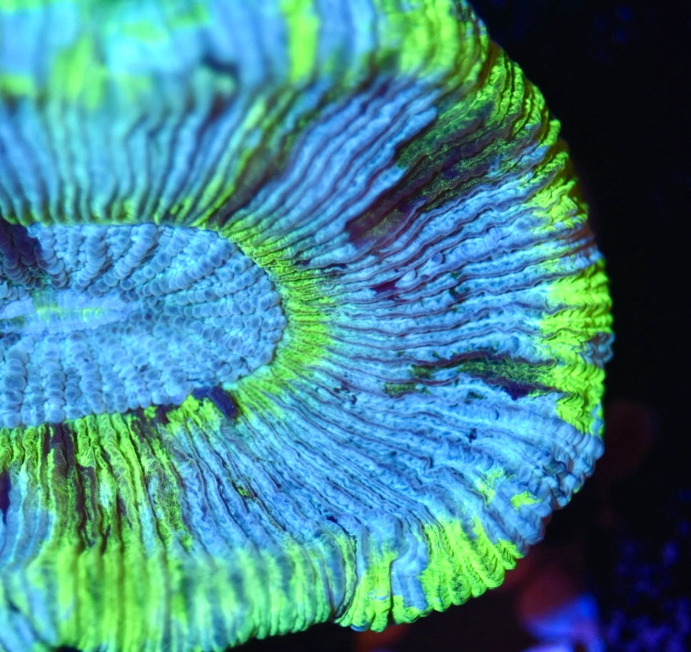 Ultra Tye-Dye Trachyphyllia 3" (WOW!)