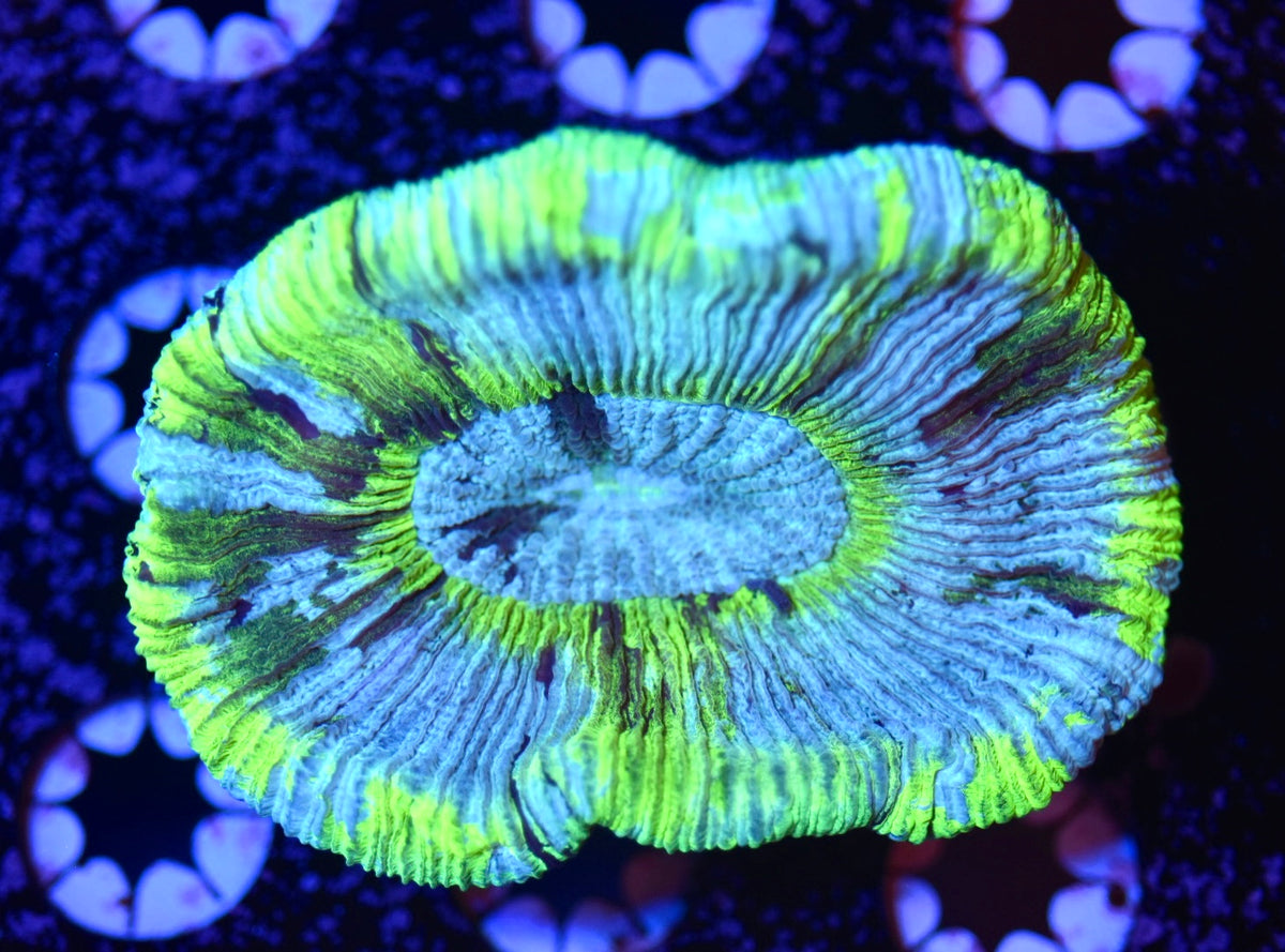 Ultra Tye-Dye Trachyphyllia 3" (WOW!)