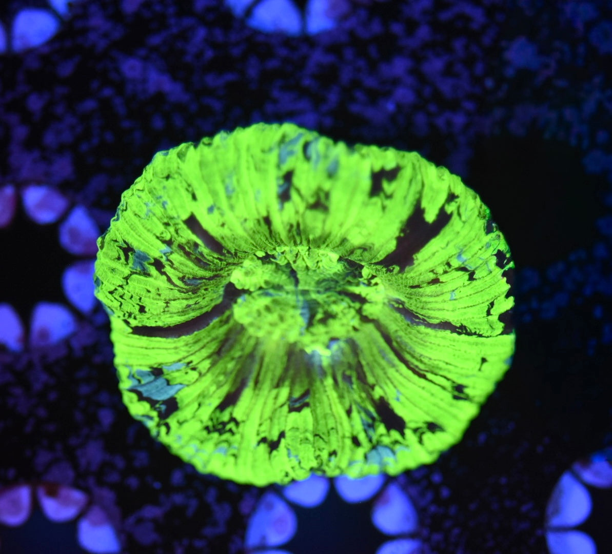 WYSIWYG Radioactive Trachyphyllia 2" (CRAZY BRIGHT!)