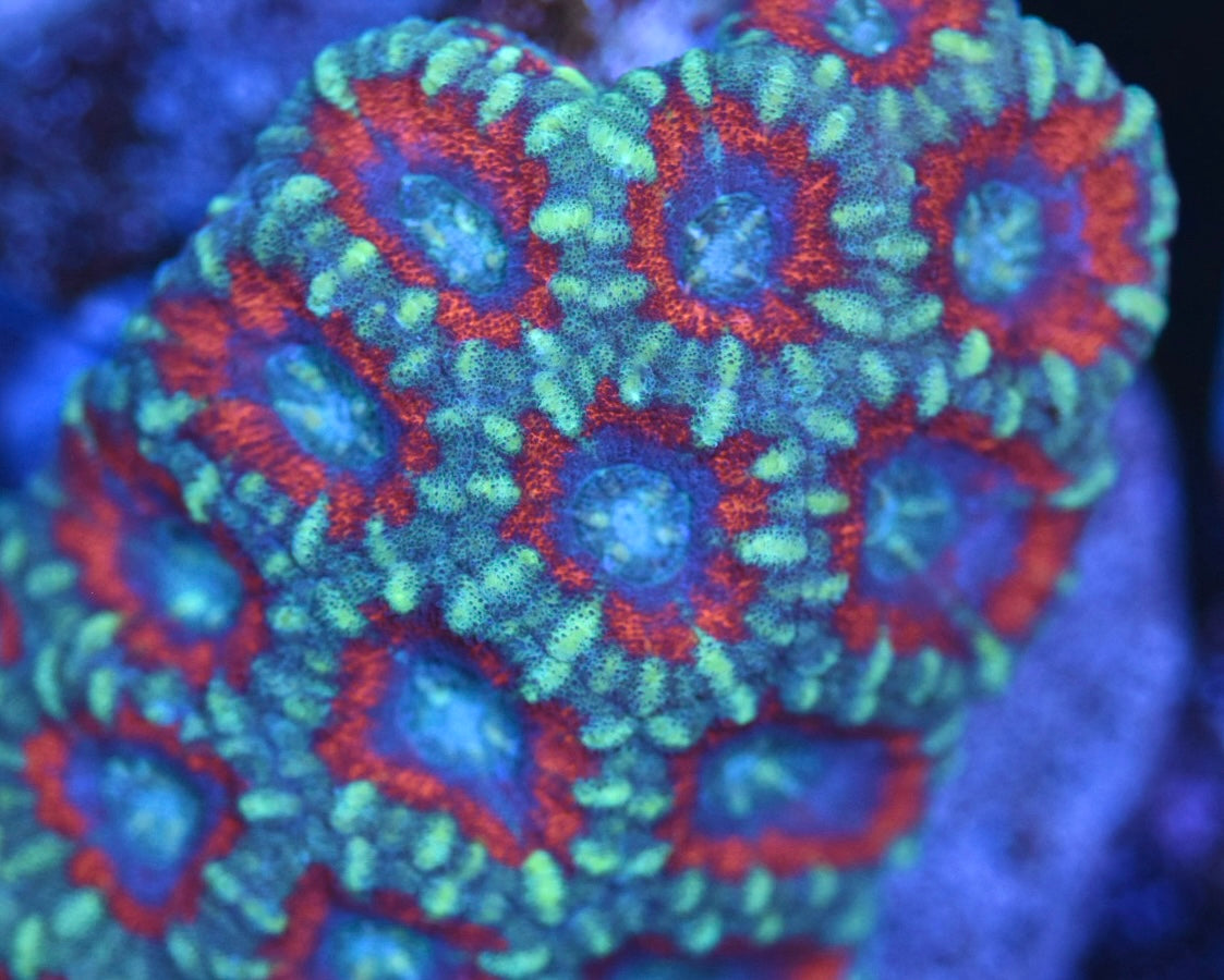 WYSIWYG Rainbow Acan Colony 4"