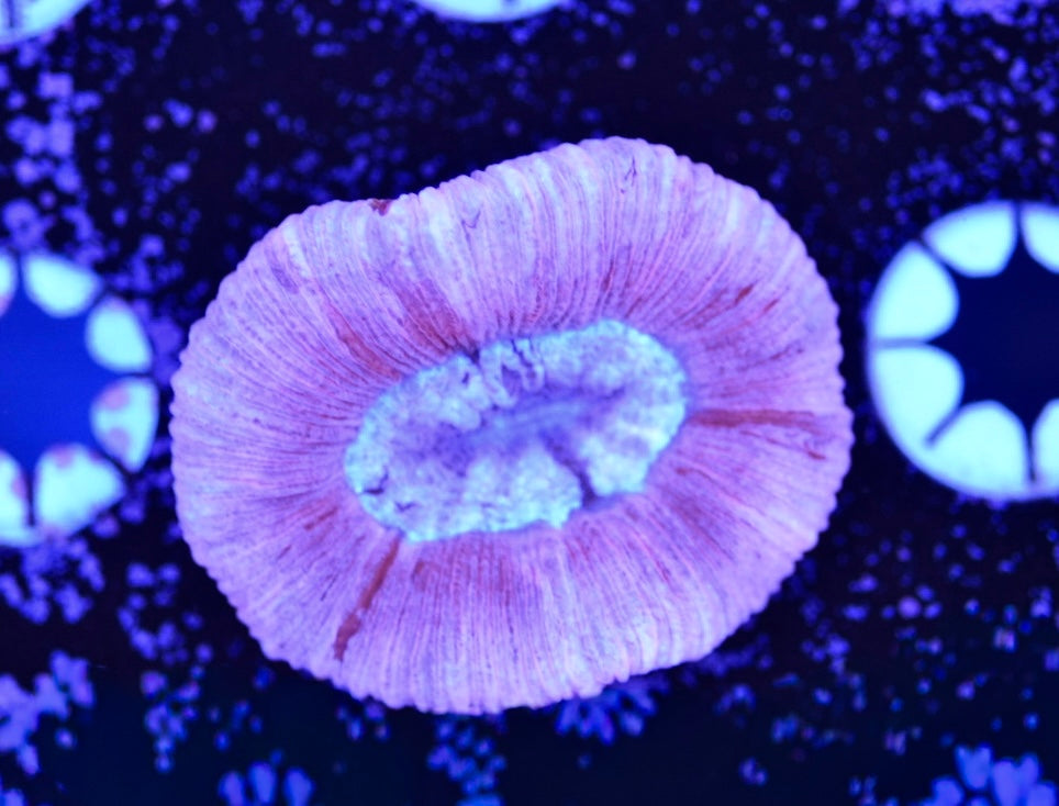 WYSIWYG True Pink Trachyphyllia 2"