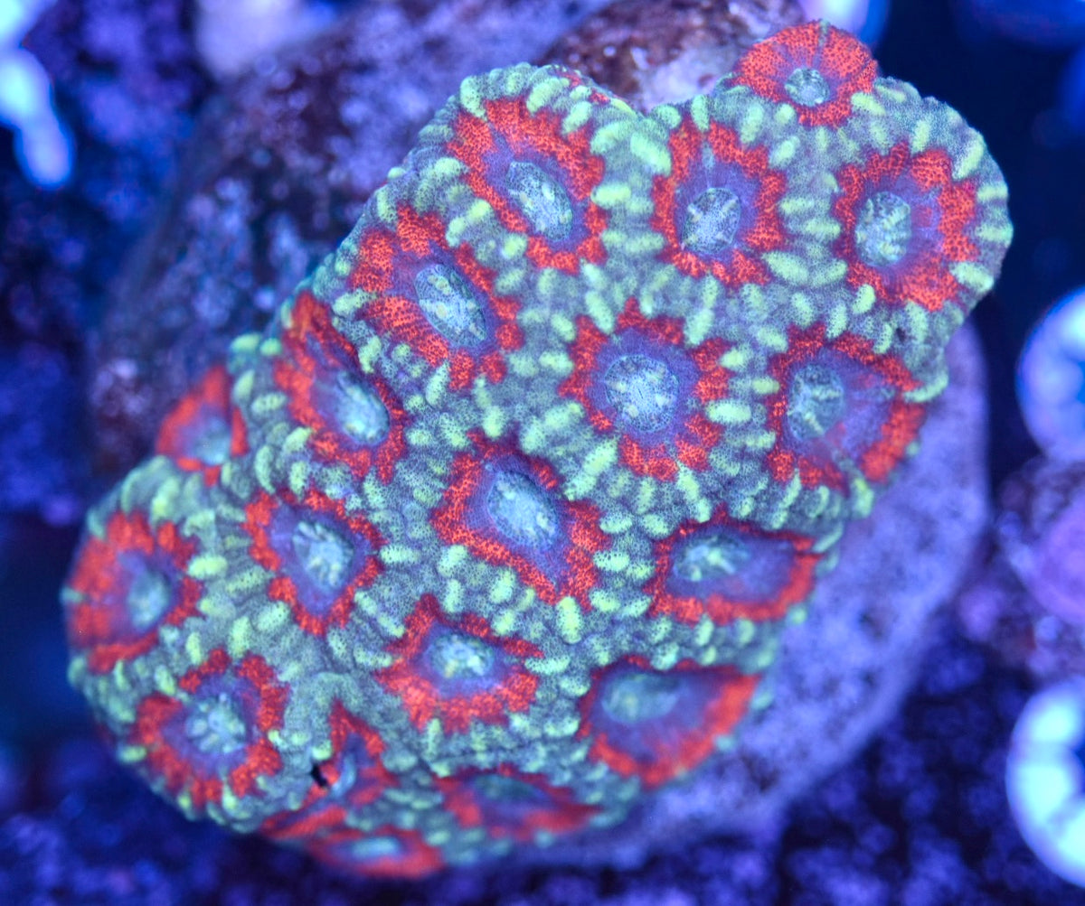 WYSIWYG Rainbow Acan Colony 4"