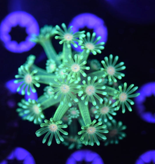 WYSIWYG Yellow Eye Alveopora 2" (BRIGHT!)
