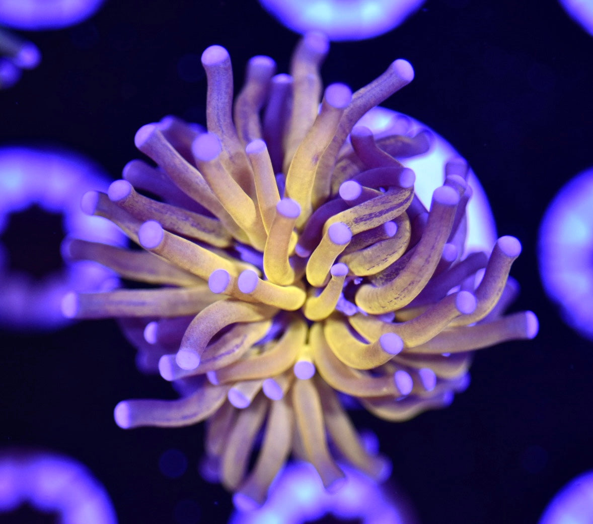 WYSIWYG Grafted Splatter Tiger Torch 2" (CRAZY!)