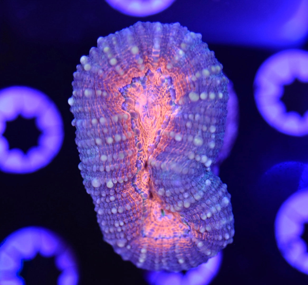 WYSIWYG Rainbow Lobophyllia 2.5"