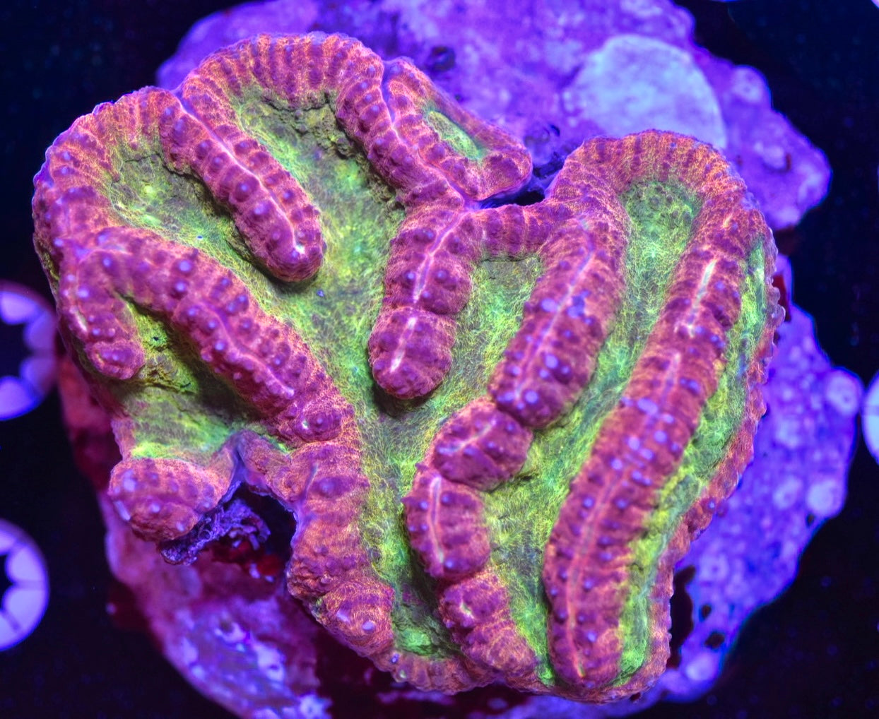 WYSIWYG Molten Lava Rainbow Symphyllia 4.5" (CRAZY!)