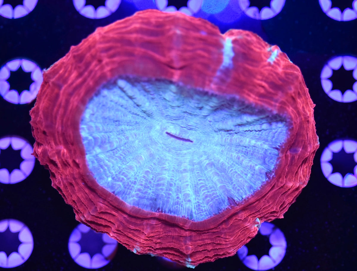 WYSIWYG Bullseye Acanthophyllia 4"