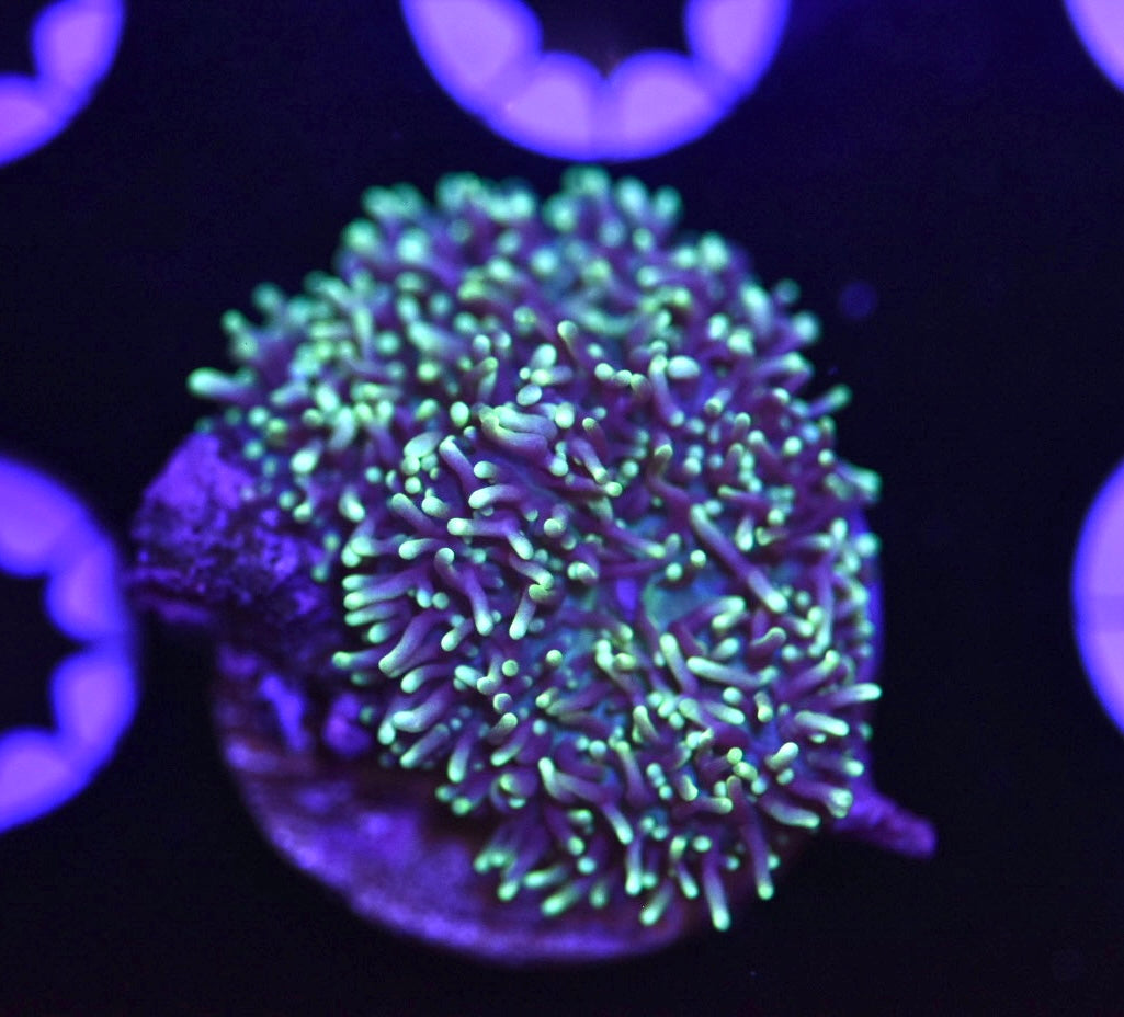 WYSIWYG Green Hairy Mushroom 1.5"