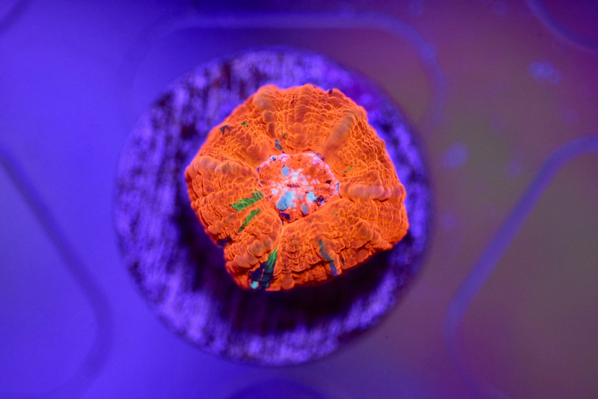 WYSIWYG 100% TANK SPAWNED Scolymia 0.5"
