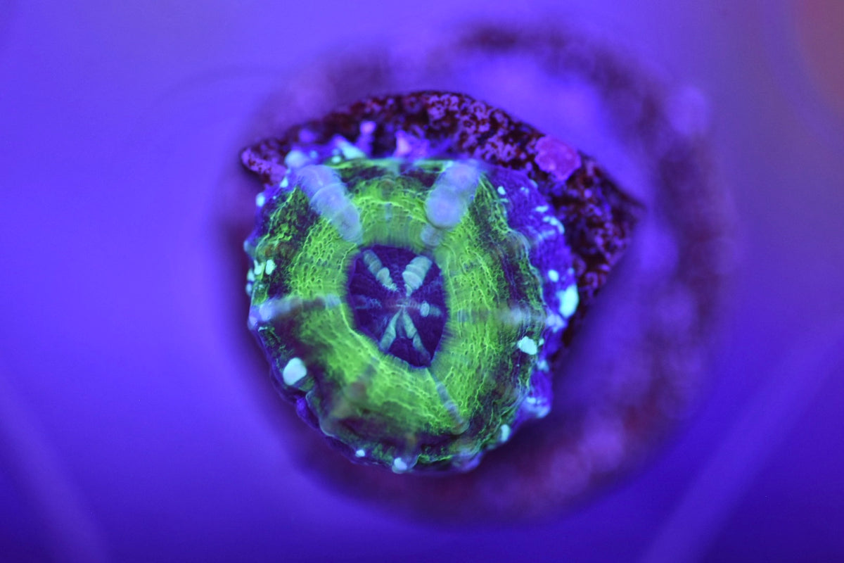 WYSIWYG 100% TANK SPAWNED Scolymia 0.5"