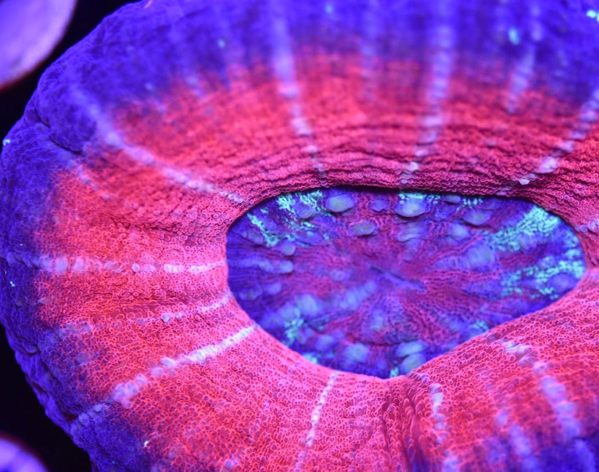 WYSIWYG XXL Pink UFO Scolymia 4" (HUGE!)