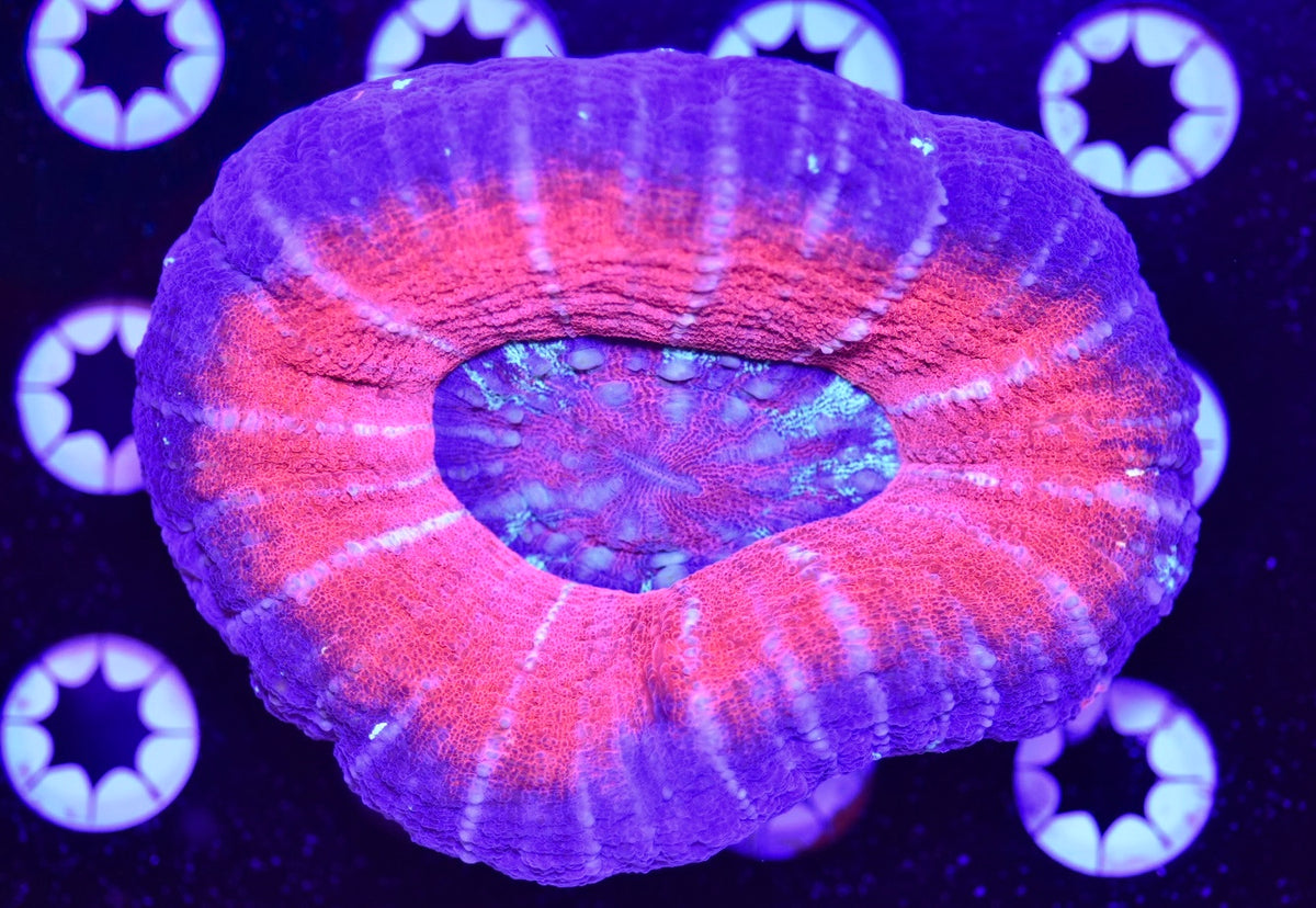 WYSIWYG XXL Pink UFO Scolymia 4" (HUGE!)