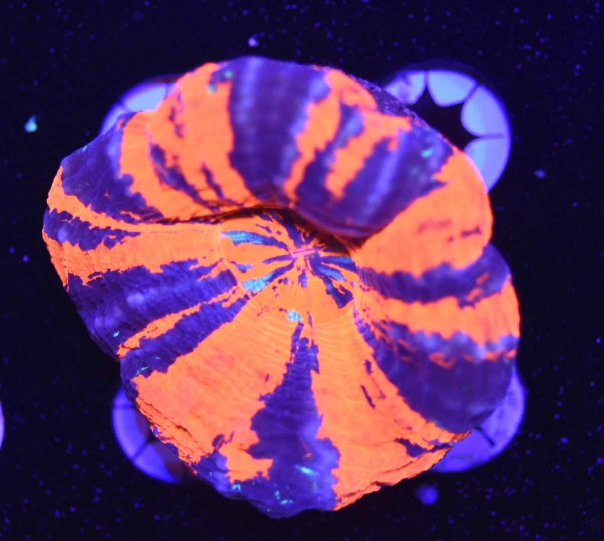 WYSIWYG Ultra Warpaint Scolymia 2.5" (BRIGHT!)