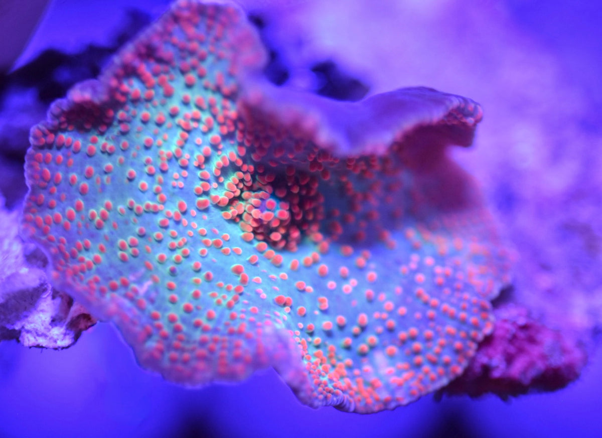 WYSIWYG Orange Spot Discosuma Mushroom 1.5" (WOW!)
