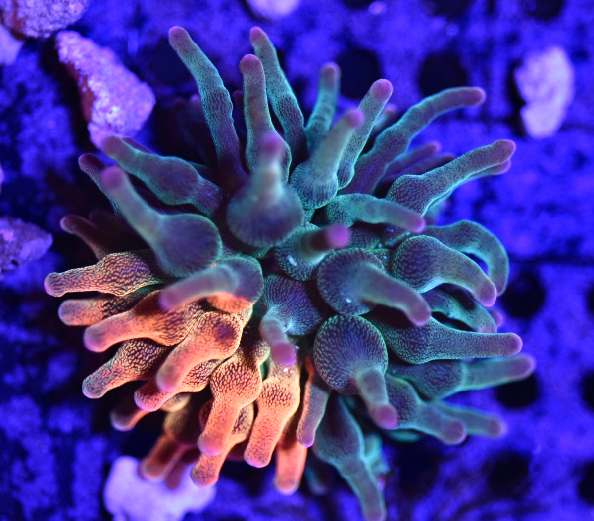 WYSIWYG Nexus Burst Bubble Tip Anemone 2.5" (RARE!)