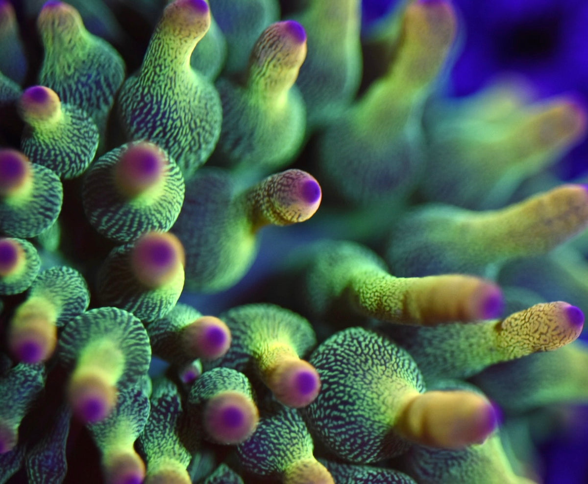 WYSIWYG Holy Grail Bubble Tip Anemone 2.5" (CRAZY!)