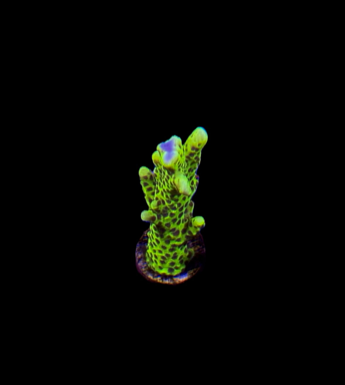 WYSIWYG WWC Slimeball Montipora Frag (BRIGHT!)