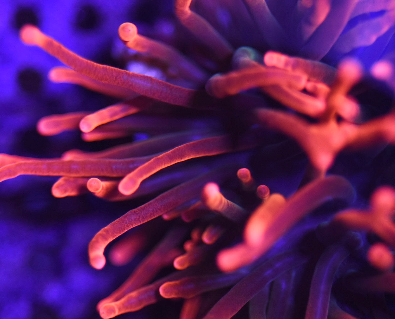 WYSIWYG Black Widow Bubble Tip Anemone 3"