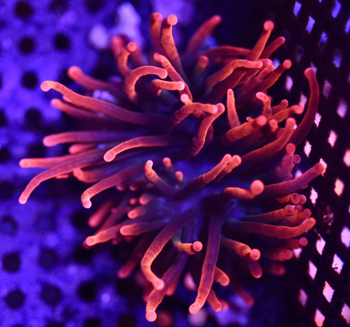WYSIWYG Black Widow Bubble Tip Anemone 3"