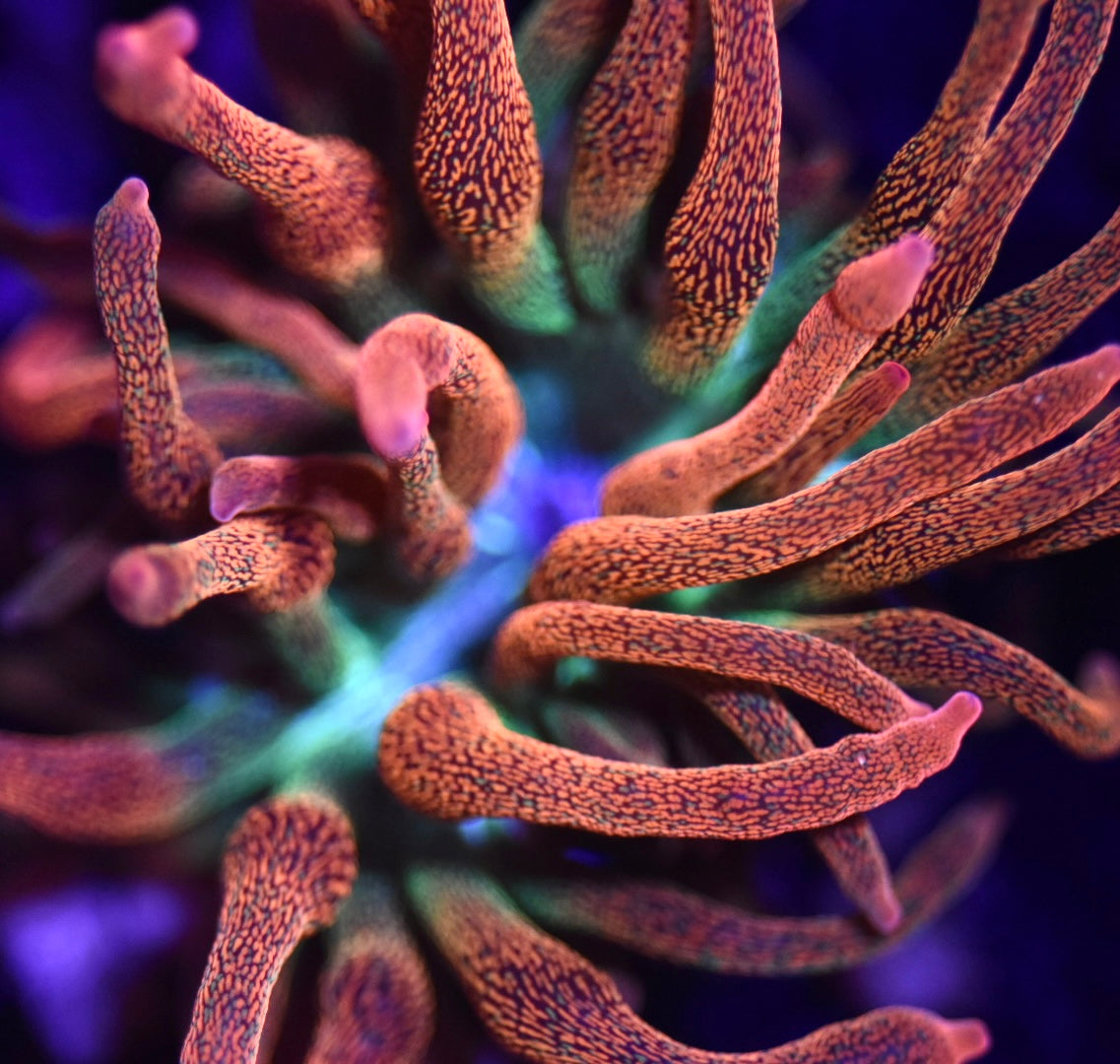 WYSIWYG Hawaiian Punch Bubble Tip Anemone 2.5"