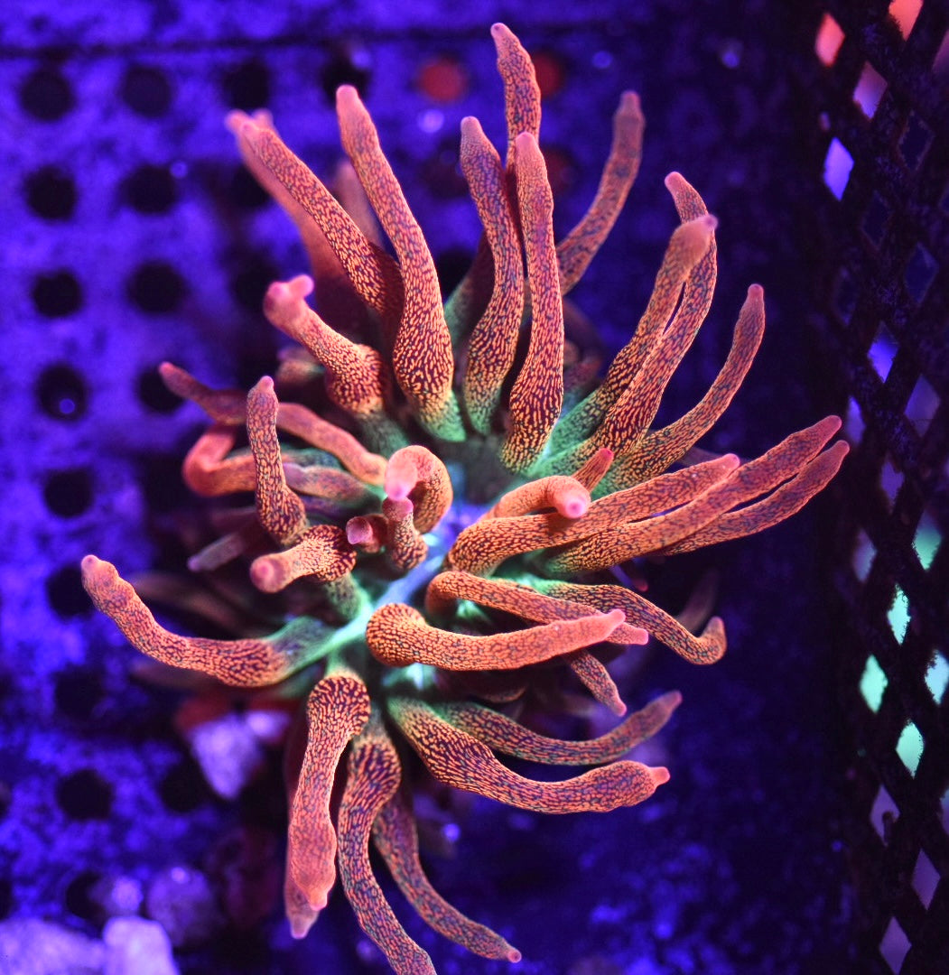 WYSIWYG Hawaiian Punch Bubble Tip Anemone 2.5"