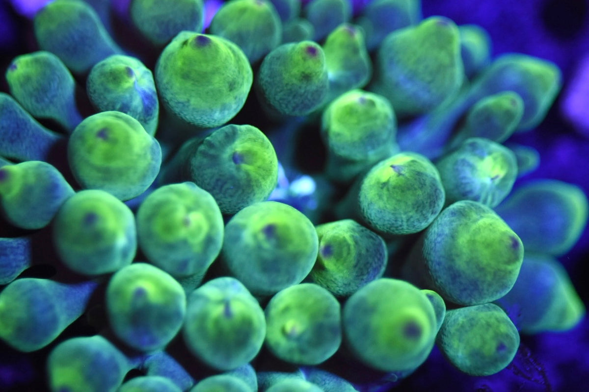 WYSIWYG Wild Green Bubble Tip Anemone 3"