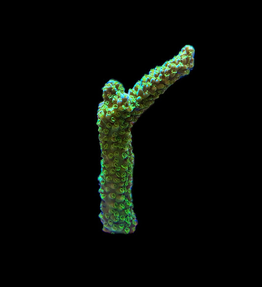 WYSIWYG Green Slimer Acropora XL Frag 3.5"