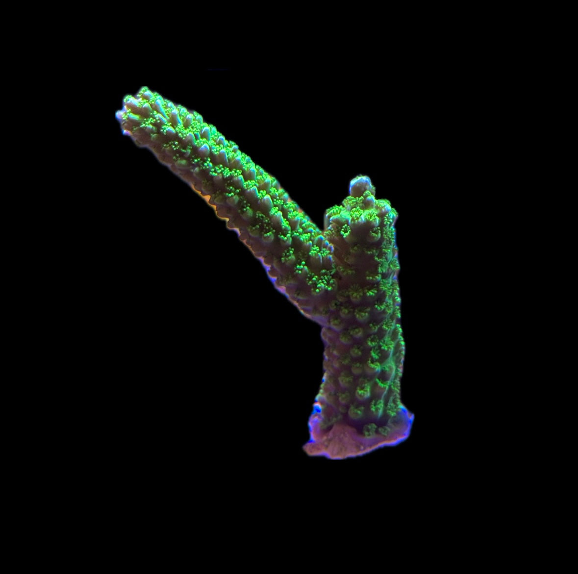 WYSIWYG Green Slimer Acropora XL Frag 3"