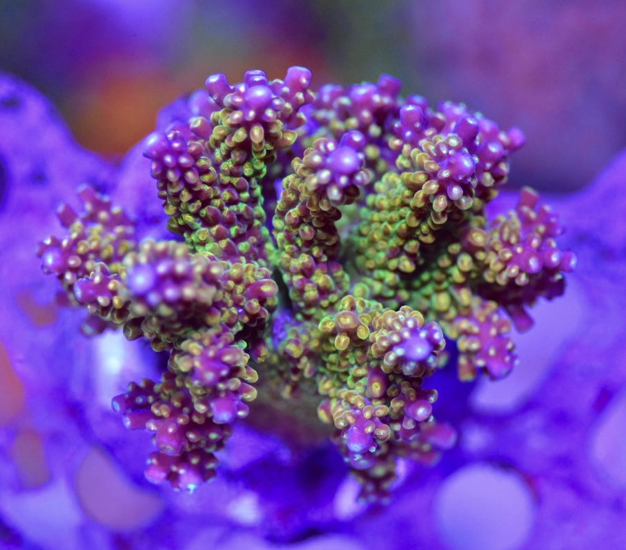 WYSIWYG VD Confetti Acropora Colony 4" (WOW!)