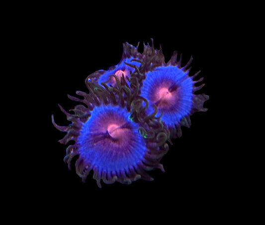 WYSIWYG Miami Vice Zoanthids (WOW!)