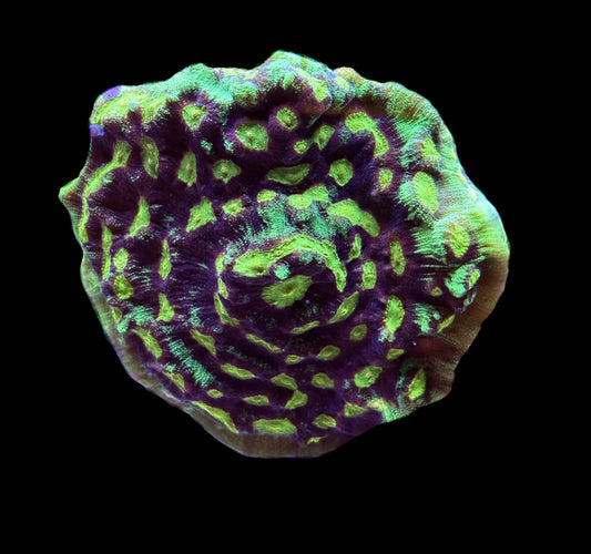 WYSIWYG XXL Green Eye Chalice Colony 4" (WOW!)