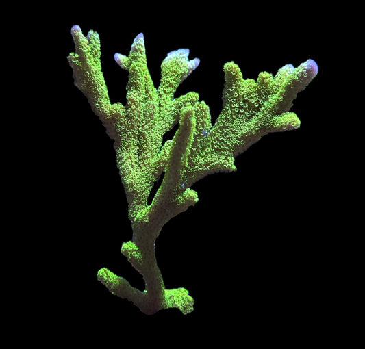WYSIWYG XL Green Digitata Colony 3.5"