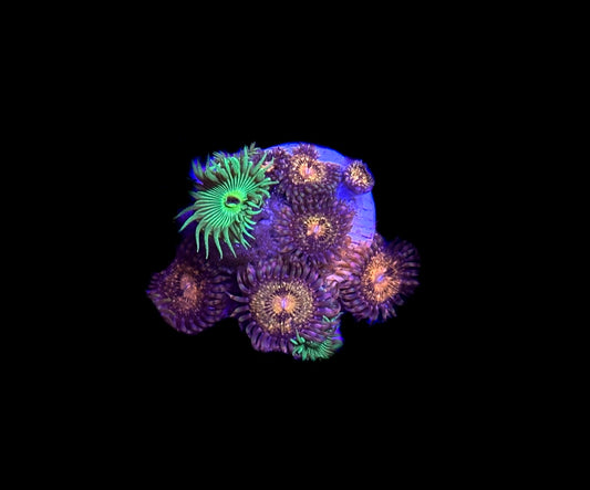 WYSIWYG Zoa Combo Frag