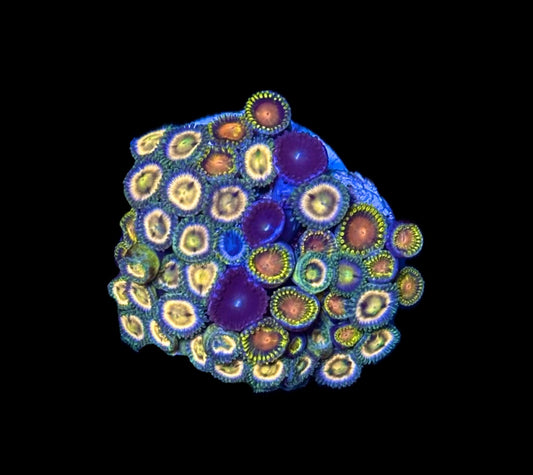 WYSIWYG XL Zoanthid Combo Frag