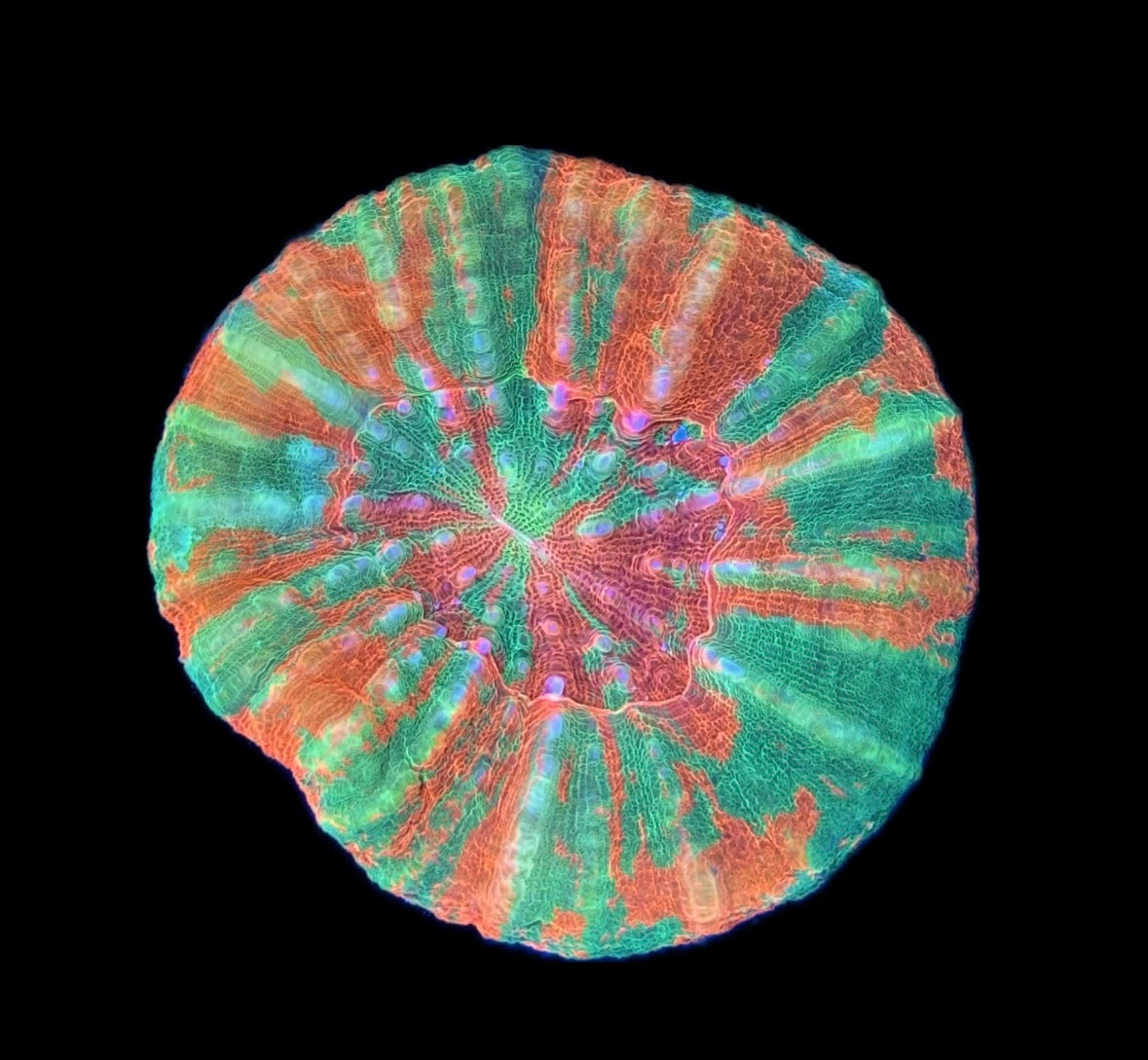 WYSIWYG Reverse Bleeding Apple Scolymia 2.5"