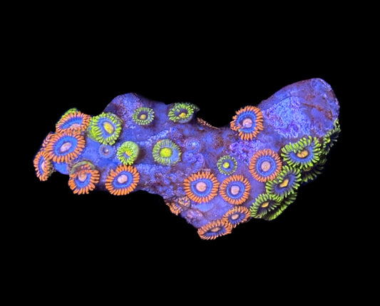WYSIWYG Mixed Zoanthid Colony 2"