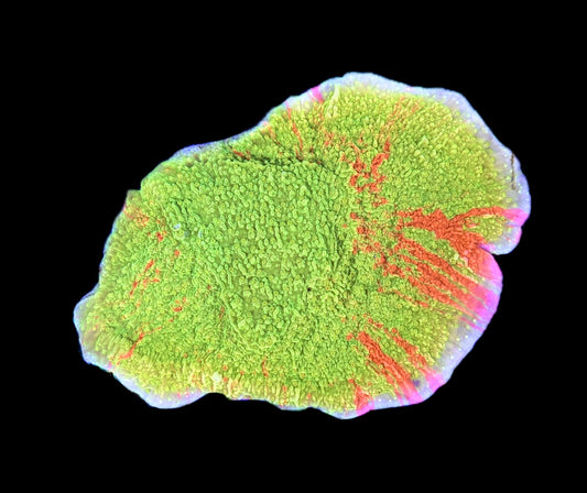 WYSIWYG Grafted Montipora 3"