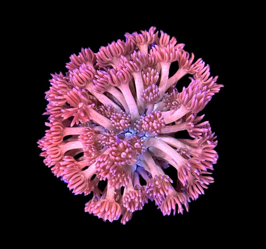 WYSIWYG Rainbow Peach Goniopora Colony 3.5"