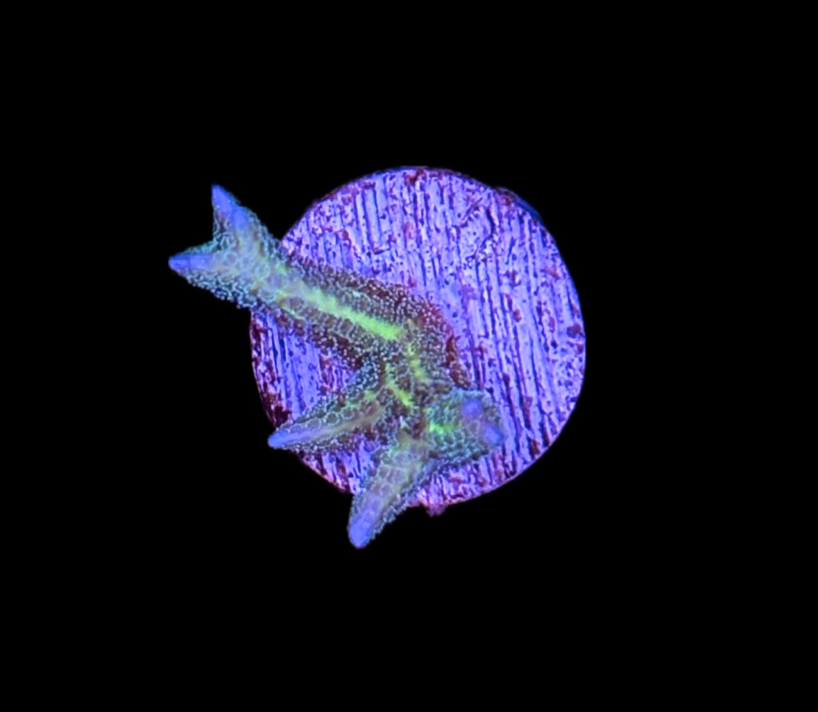 WYSIWYG ORA Green Birdsnest 1"