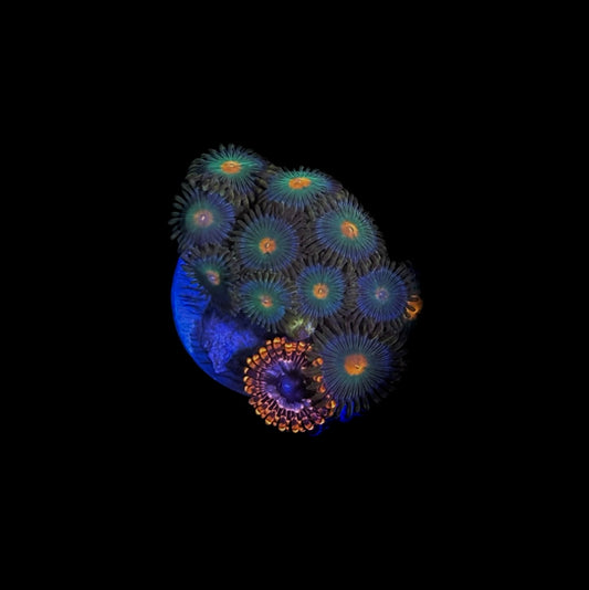 WYSIWYG Zoa Combo Frag