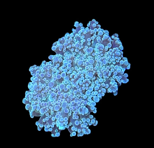 WYSIWYG Blue Octospawn 3"