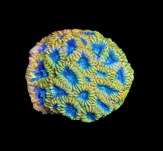 WYSIWYG XL Cali Kid Electric Daisy Favia 1.5"