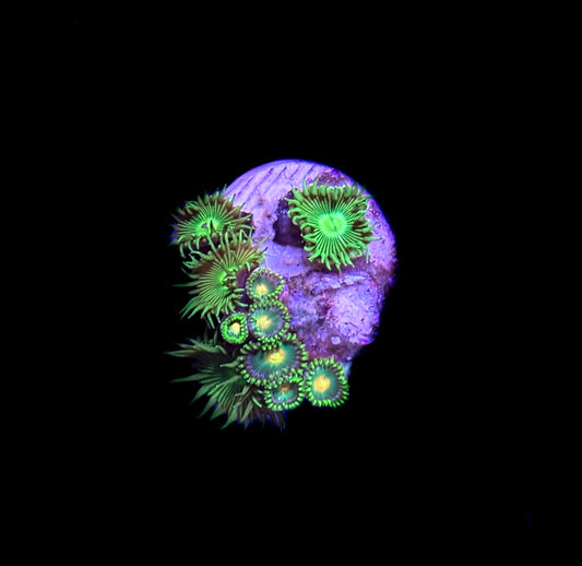 WYSIWYG Zoa Combo Frag